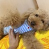 トイプー甘えん坊ちゃん里親募集 サムネイル3