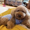 トイプー甘えん坊ちゃん里親募集 サムネイル4