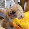 トイプー甘えん坊ちゃん里親募集 サムネイル5