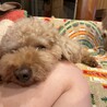 トイプー甘えん坊ちゃん里親募集 サムネイル6
