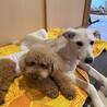 トイプー甘えん坊ちゃん里親募集 サムネイル7