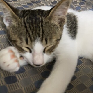 うしさん