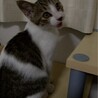 うしさん サムネイル2