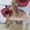 ミルクから育てた 膝乗り茶トラくん サムネイル2