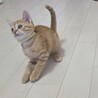 ミルクから育てた 膝乗り茶トラくん サムネイル3