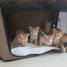ミルクから育てた 膝乗り茶トラくん サムネイル5