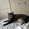 ヴェルちゃ