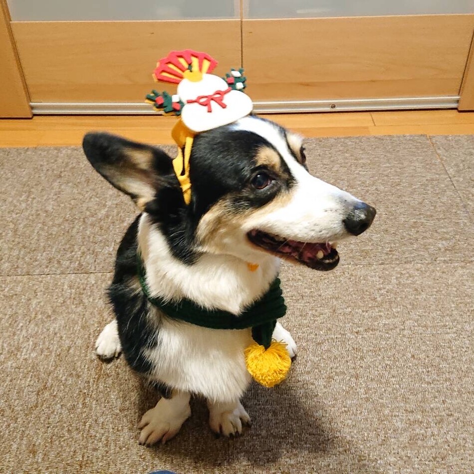 ココのカバー写真