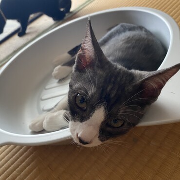 ひんやり中のハッチさん