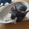 ひんやり中のハッチさん