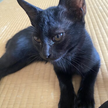 超絶甘えん坊、オットさん