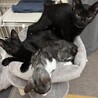 にゃんとも　