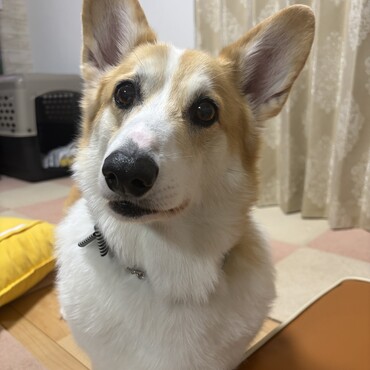 8歳