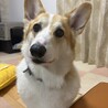 8歳