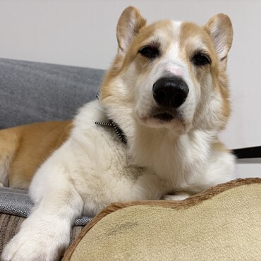 9歳
