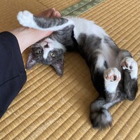 ハッチ