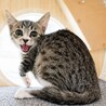 ニャースちゃん サムネイル2