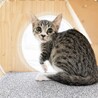 ニャースちゃん サムネイル3