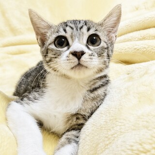 ニャースちゃん