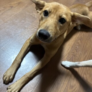 クッキーちゃん
