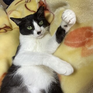 バズちゃん