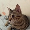 むむむう