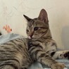 子猫を保護しました サムネイル2