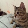 子猫を保護しました サムネイル3