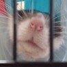 でっぱっぱ