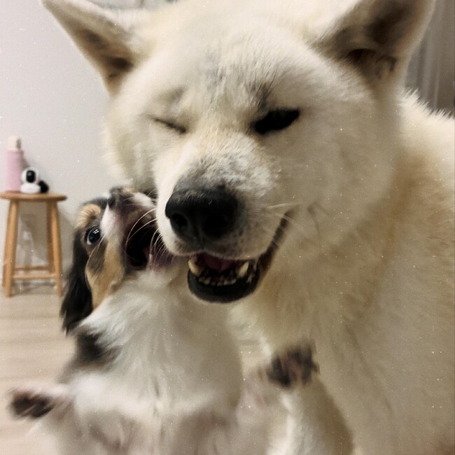 翡翠(ヒスイ)のカバー写真