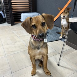 東京・品川区「犬の譲渡会」