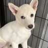 期限が切れ危険でした。天真爛漫な女の子 サムネイル3