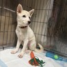 期限が切れ危険でした。天真爛漫な女の子 サムネイル4