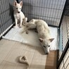 期限が切れ危険でした。天真爛漫な女の子 サムネイル5