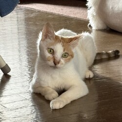 「避妊手術等」サムネイル1