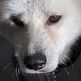 秋田犬5歳　男の子
