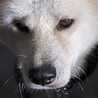 秋田犬5歳　男の子