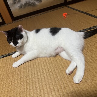 ※急募※ダンゴ　女の子　5歳　黒白