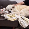 秋田犬5歳　男の子 サムネイル2