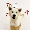 秋田犬5歳　男の子 サムネイル3