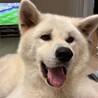 秋田犬5歳　男の子