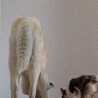 秋田犬5歳　男の子 サムネイル5