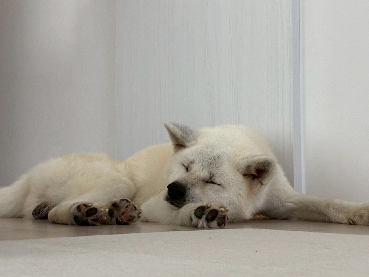 秋田犬5歳 男の子」岐阜県 - 犬の里親募集(548906) 6枚目の画像