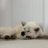 秋田犬5歳　男の子 サムネイル6
