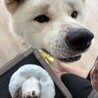 秋田犬5歳　男の子 サムネイル7