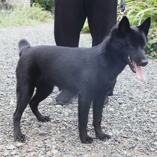 血統書なし。甲斐犬、牝。