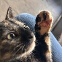 サビ猫2ヶ月