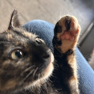 サビ猫2ヶ月