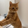 里親募集してます サムネイル2