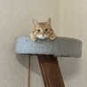 里親募集してます サムネイル3